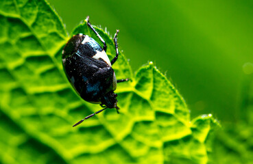 Close-up of a beetle on a leaf.