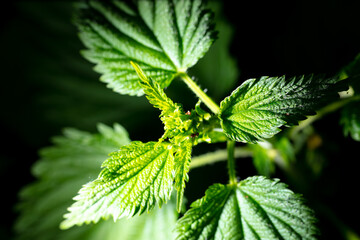 Green leaves of a plant on a black background.