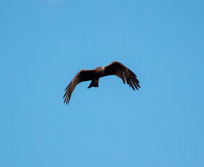 Eagle in flight against the blue sky.