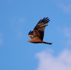 Obraz premium Eagle in flight against the blue sky.