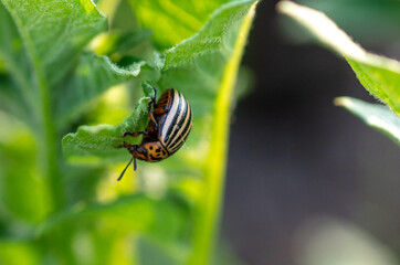 Close-up of a Colorado potato beetle on a leaf.