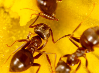 Close-up of an ant on a yellow flower in nature.