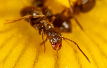 Close-up of an ant on a yellow flower in nature.