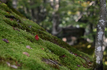 京都嵐山宝厳院の紅葉と苔