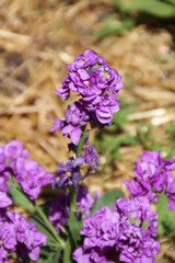 Obraz premium Puple Flowers Of Summer, Fort Edmonton Park, Edmonton, Alberta