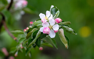 Obraz na płótnie Canvas Flowers on an apple tree in spring.