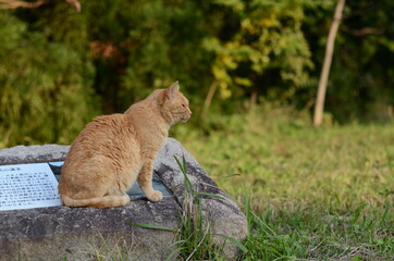 どら猫