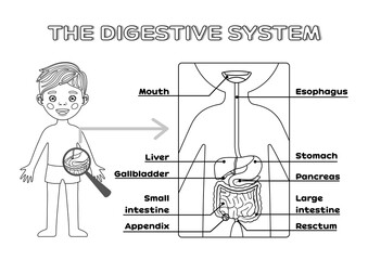 Isolated Cartoon Boy and Digestive system for Сhildren with Name of the Internal Organs. Page from Workbook, for Printing. Education games for Kids. Flat Black White color. Vector stock illustration.