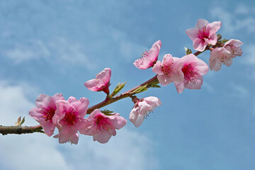 peach blossoms