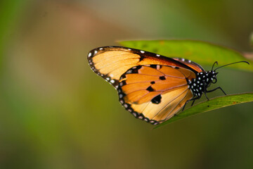 Orange butterfly on a flower