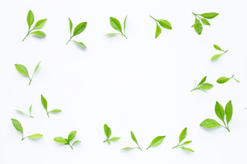 Frame made of citrus leaves on white background. Top view