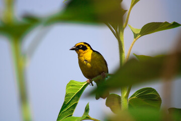 African masked weaver