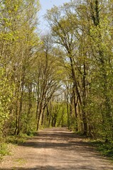 Naklejka premium Communal forest of Saint-Pierre-Lès-Elbeuf