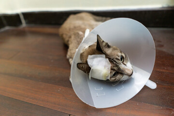 Injured head cat wearing collar lay down on wood floor