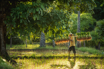 Farmer and buffalo in rice field Thailand
