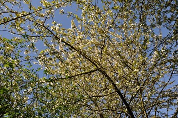 Cherry blossom branches in Normandy