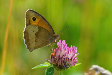 Closeup on the  meadow brown butterfly, Maniola jurtina , with closed wings against a green blurred...