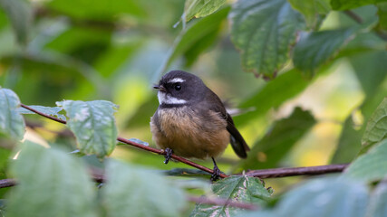 New Zealand Bird