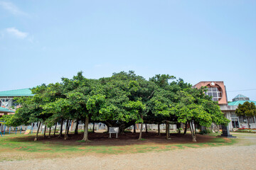 鹿児島県　沖永良部島の国頭小学校の日本一のガジュマル
