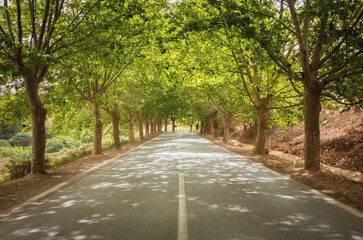 road of trees in the forest