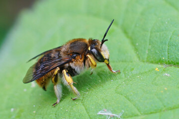 Closeup of a territorial male European wool carder bee,  Anthidium manicatum,  sitting on a green leaf while guarding his area