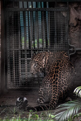 Lopard in zoo