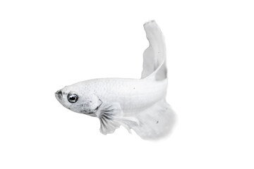 White Betta Fish, Isolated Over White Color Background. Suitable For Design Stock Object, Rare Siamese Fighting Fish, Betta Splendens, Betta Mandor, Giant Betta, Cut Out