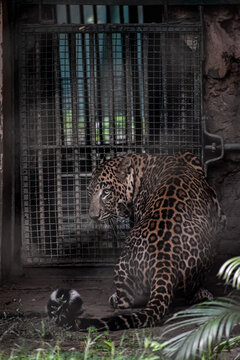 Lopard in zoo