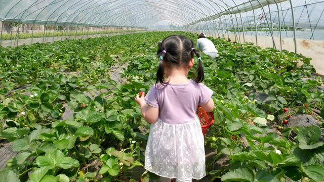 A little girl walking in the strawberry garden with a basket, the child and mother picking strawberries together in the greenhouse, family activity, gardening time