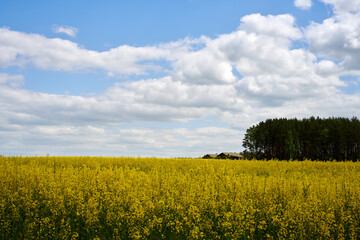 Fototapeta na wymiar Photo rapeseed field against the background of the sun and sky with clouds