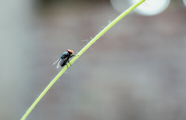 Common green bottle fly resting on a branch