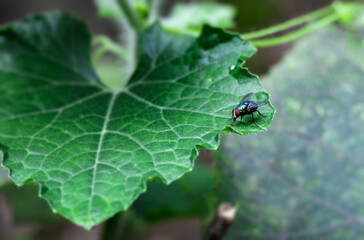 Common bottle fly sitting on a green leaf