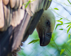 Griffon vulture (Gyps fulvus) looking angrily at camera