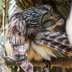 Ural owl (Strix Uralensis) sitting on a branch preening its feathers