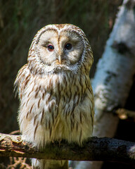 Ural owl (Strix Uralensis) sitting on a branch looking at camera