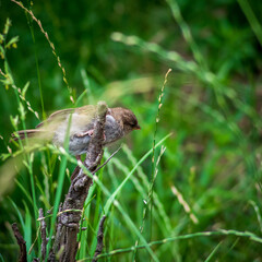 Common sparrow (Passer Domesticus) perched on a dry twig with green out of focus background