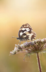 Motyl Polowiec szachownica -  Melanargia galathea