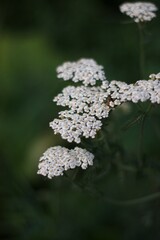 flowers on a tree