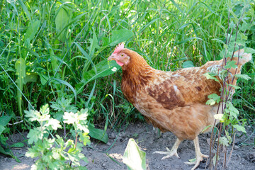 Brown chicken stands in the middle of a green backyard