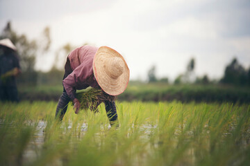 Farmer transplant rice seedlings in rice field