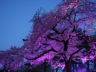 Illuminated and night view of Odawara Castle