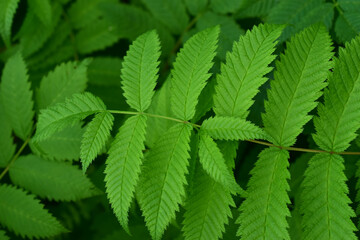 Branches with green leaves. The fresh foliage of summer.