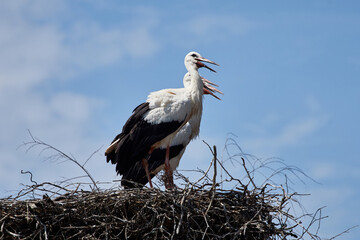 Three white storks (Ciconia ciconia) with open beaks standing in the nest on a summer day with blue sky