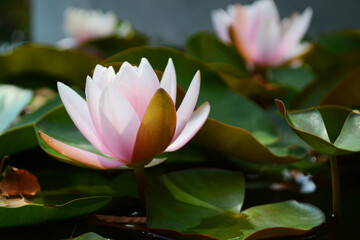 Water lily pink color close-up in the park.