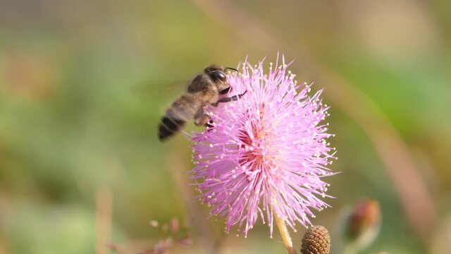 Bee sucking nectar on pink flowers