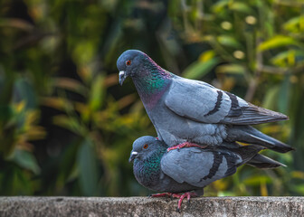 Pair of Rock Pigeon Love in the air