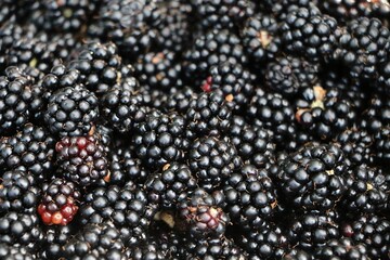 close up of blackberries