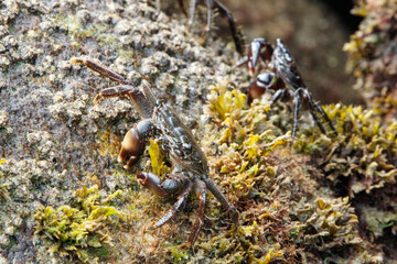 Cangrejos en las rocas 