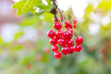 branch of organic ripe red currants in the kitchen garden in the backyard, the concept of the berry harvest