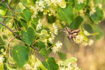 Ein Taubenschwänzchen ist an den Blüten einer Linde